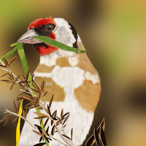 The European Goldfinch