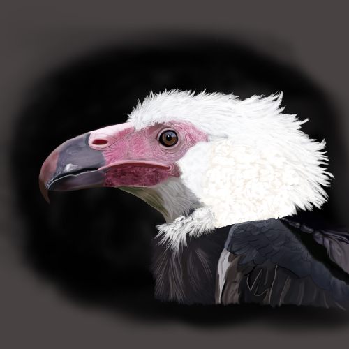 Critically Endangered The White-headed Vulture