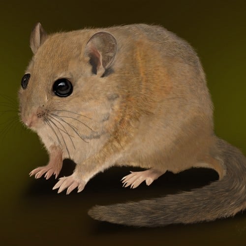 A Hazel Dormouse