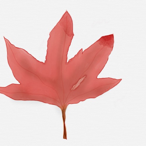 Maple Leaf (2024)