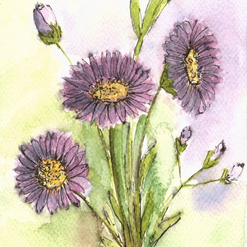 Aster