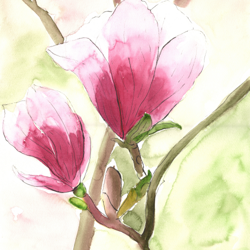 Magnolia