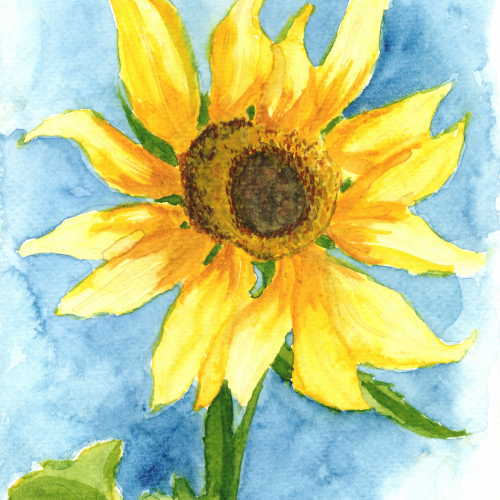 Sunflower