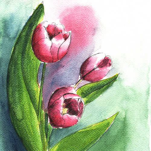 Tulip