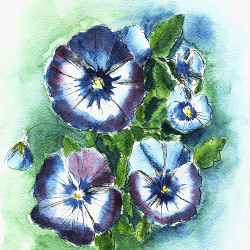 Pansy