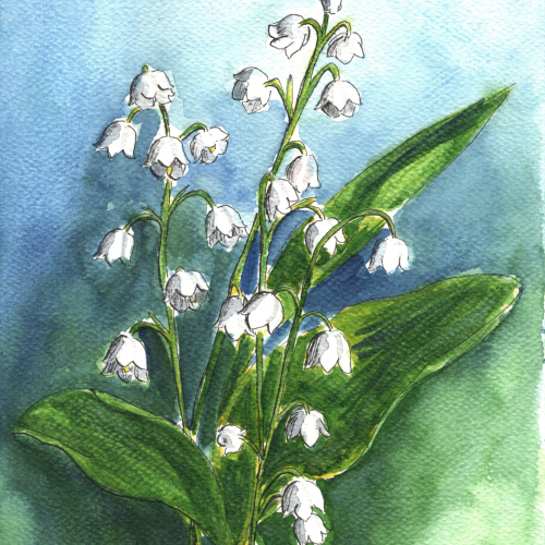 Lily of the valley