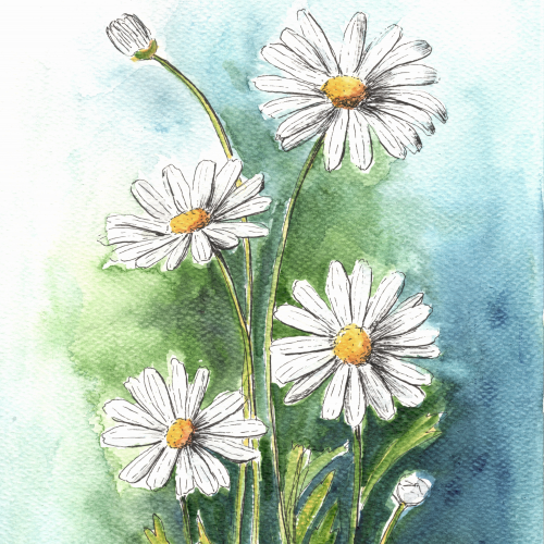 Daisies