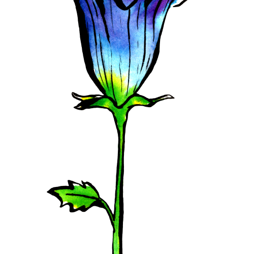 Blue flower