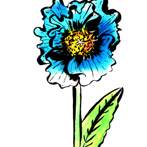 Himalayan Blue Poppy