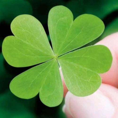 four leaf clover good luck