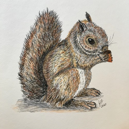 Squirrel