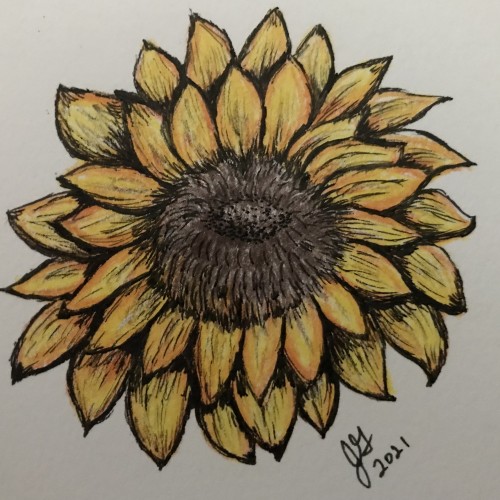 4 color sunflower