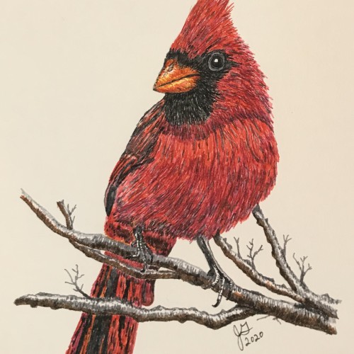 Cardinal