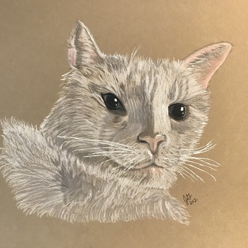 Cat on pastel paper