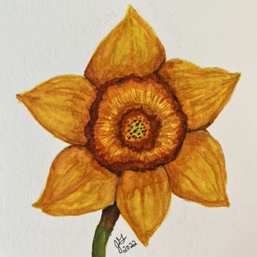 Daffodil