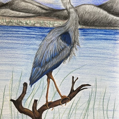 Blue heron