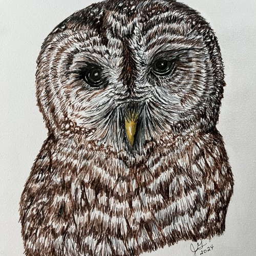 Owl portrait