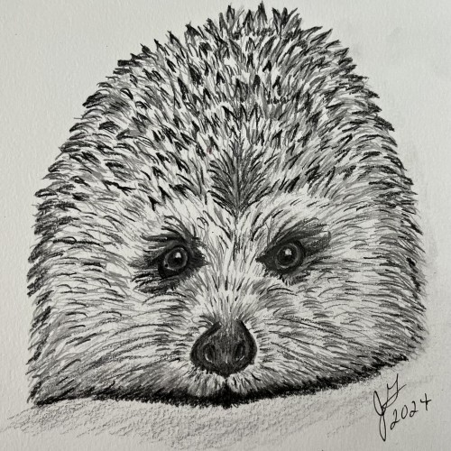 Hedgehog at rest