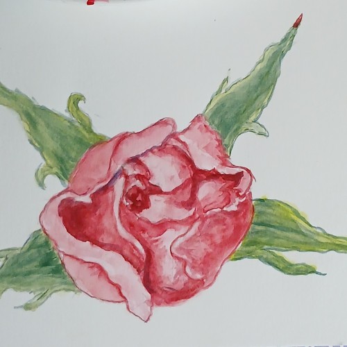 Rose on hot pressed watercolor paper