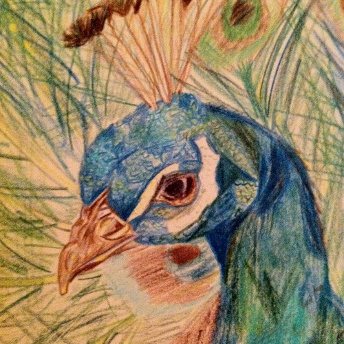Peacock