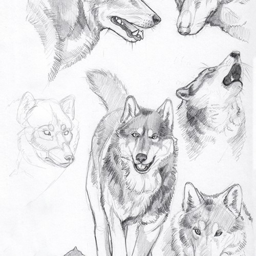 Wolves studies