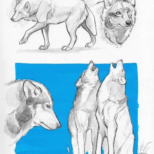 Wolves