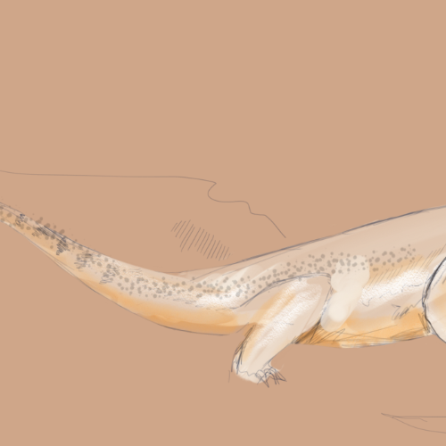 Sketch of Skittles, my Bearded Dragon