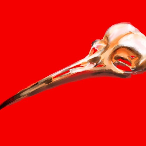 Hummingbird skull