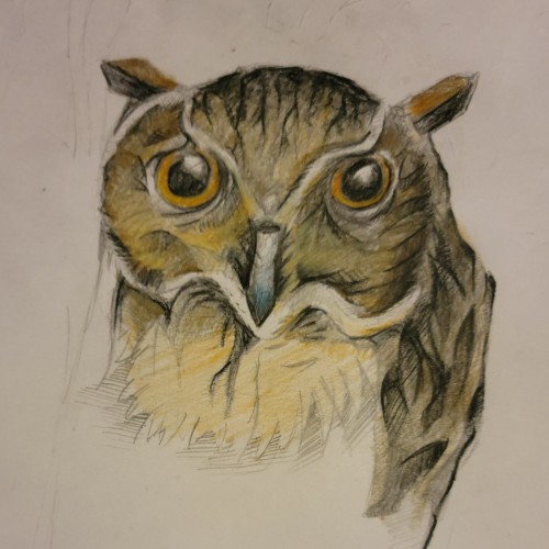 Owl