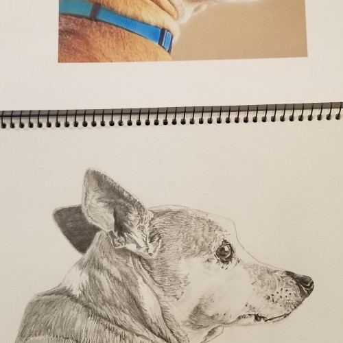 Pencil drawing - Penny