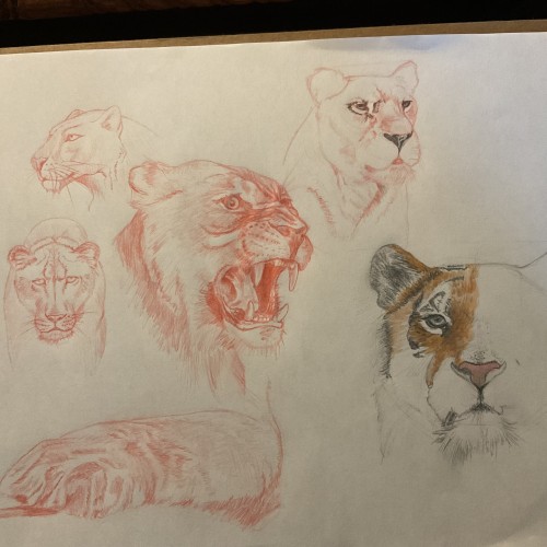 Big cat study