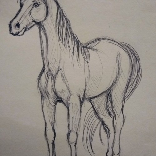 Quick Marwari Horse Sketch