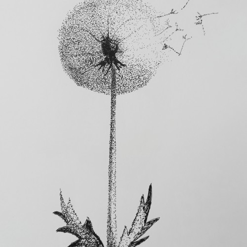 Dandelion