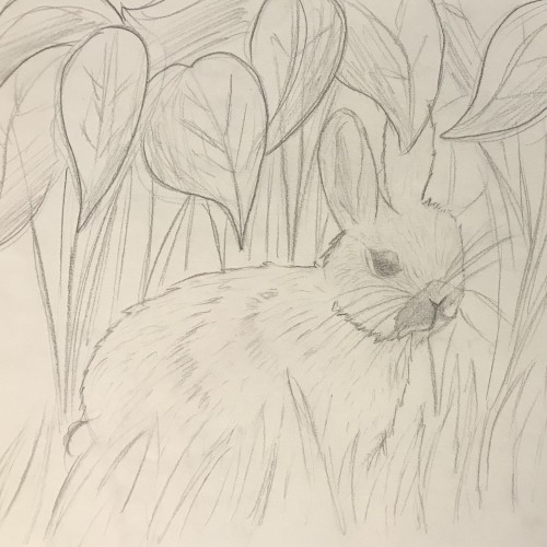 Rabbit sketch