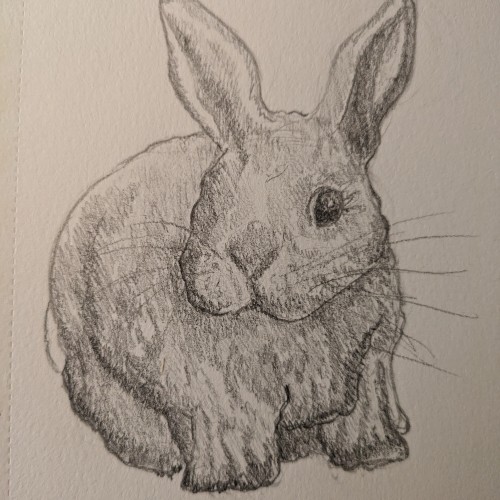 Curious Rabbit Sketch