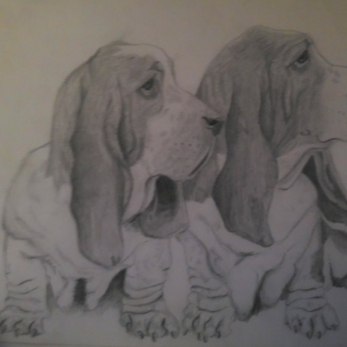 Bassett Hounds