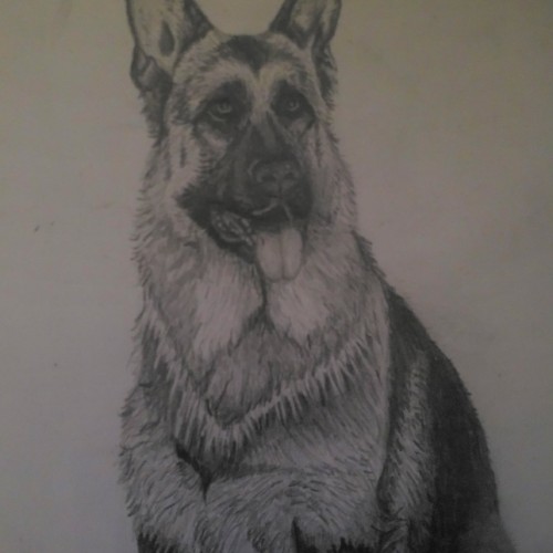 German Shepherd