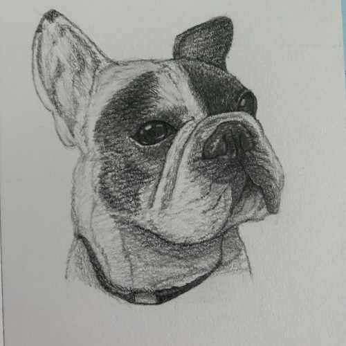 Frenchie