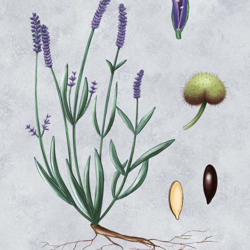 The structure of Lavender