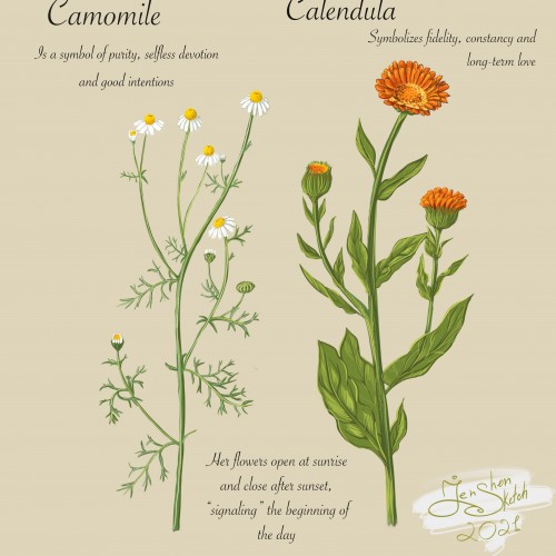 The structure of Calendula