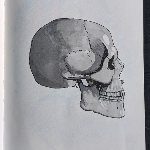 Skull Study