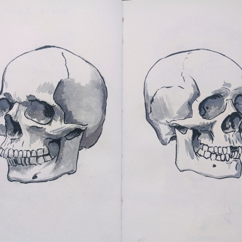 Skull studies in Ink