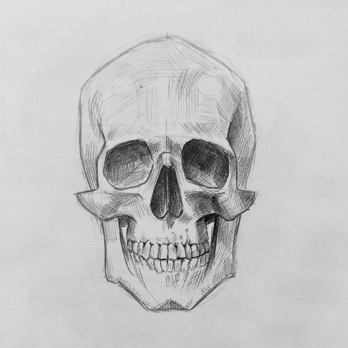 Skull study