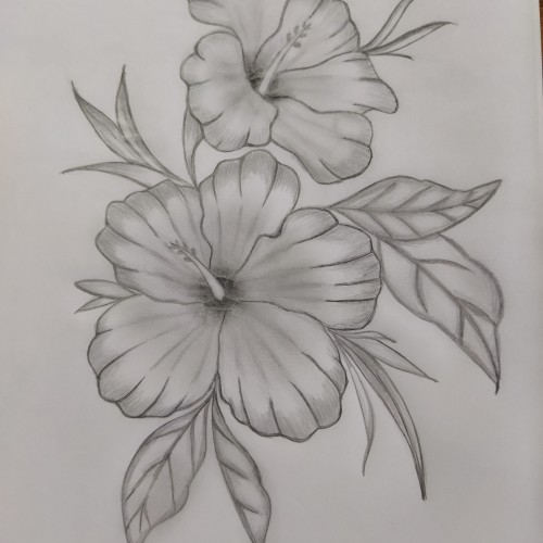 Hibiscus 