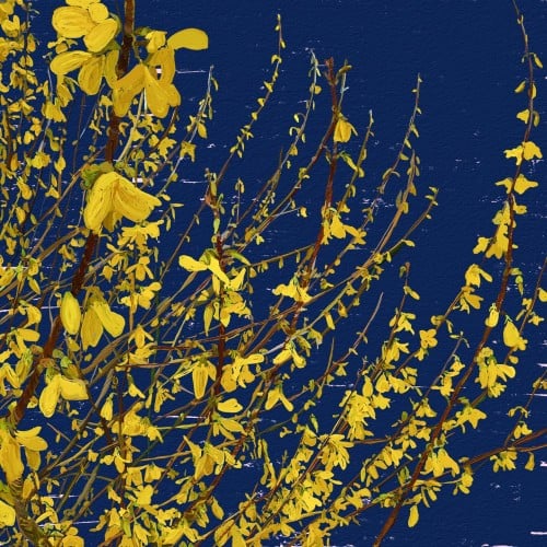 Forsythia in Bloom