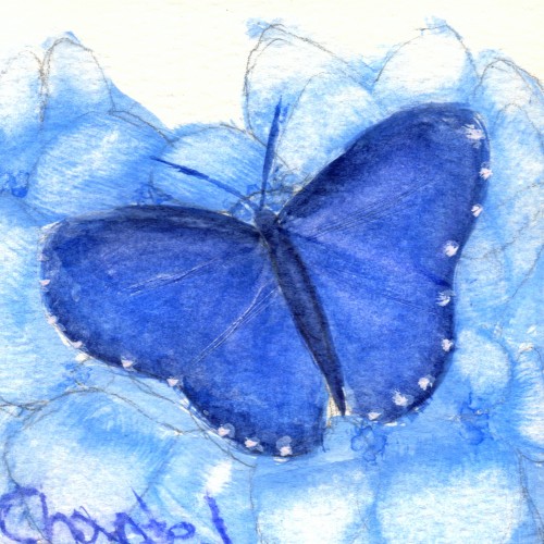 Butterfly study