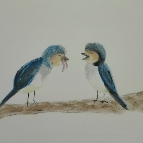 Swallow birds