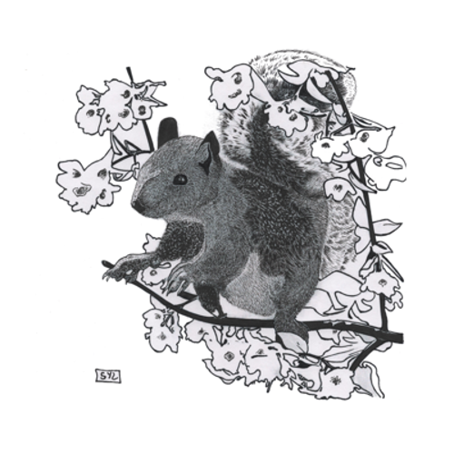 Squirrel & sakura