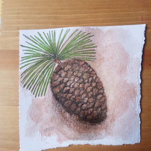 Pine Cone