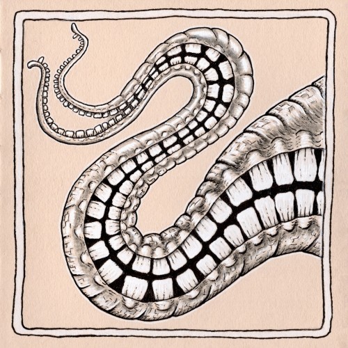 Teeth